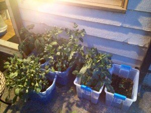 Dahlias suffering because of the hot summer